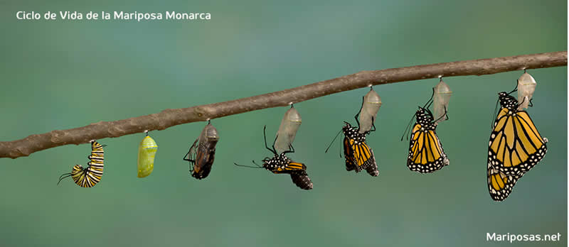 metamorfosis mariposa monarca