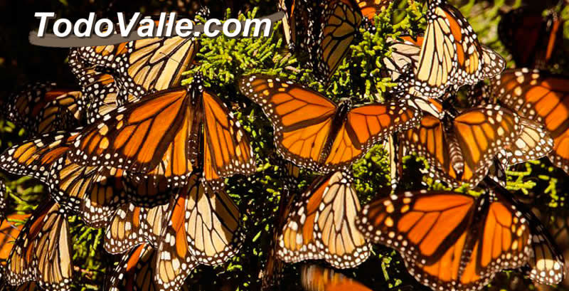 mariposa-monarca valle de bravo